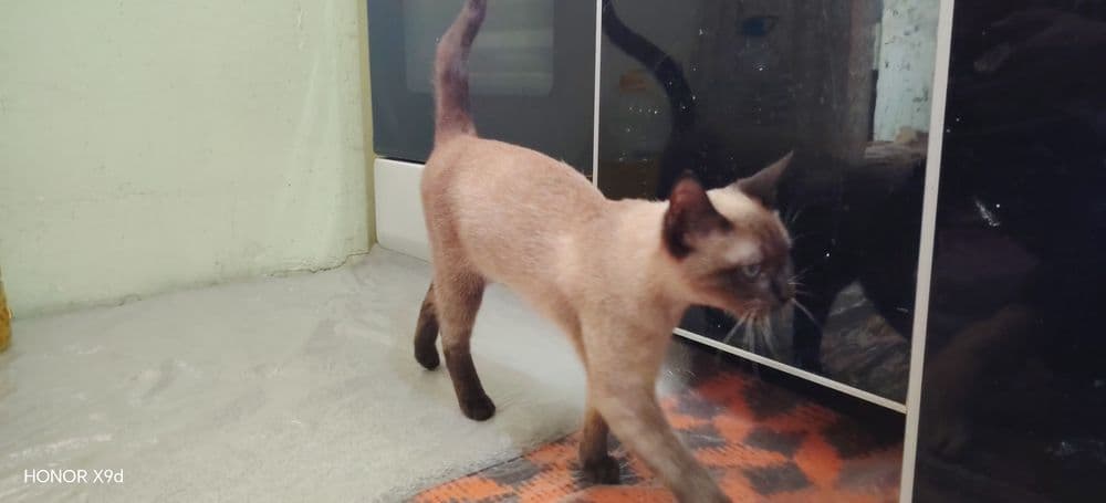 Mekong Babtail : Siam — 5