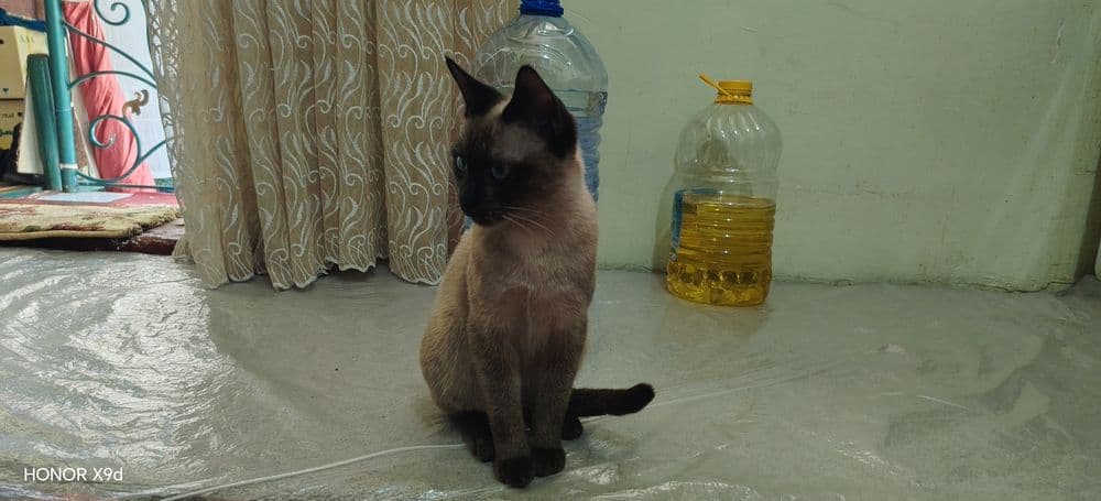 Mekong Babtail : Siam — 6