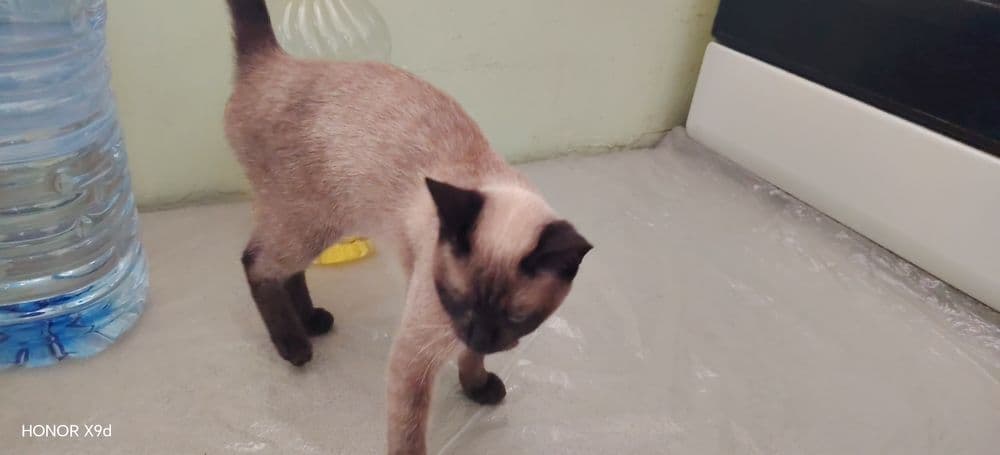 Mekong Babtail : Siam — 7