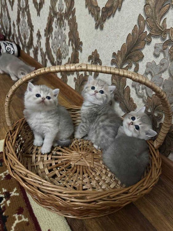 Продаётся породистые котята — 2