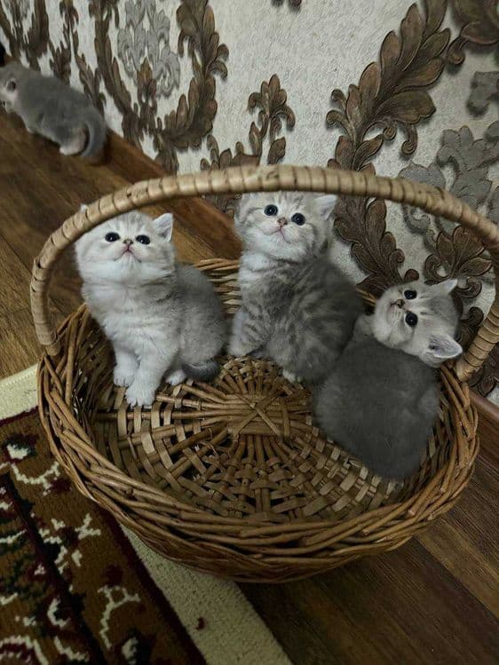 Продаётся породистые котята — 3