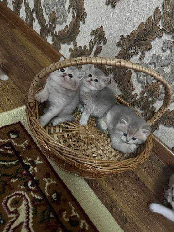 Продаётся породистые котята — 4