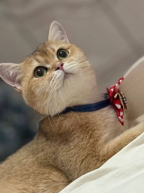 Продаётся кошечка породы британская золотая шиншилла — 1