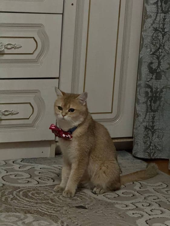 Продаётся кошечка породы британская золотая шиншилла — 2