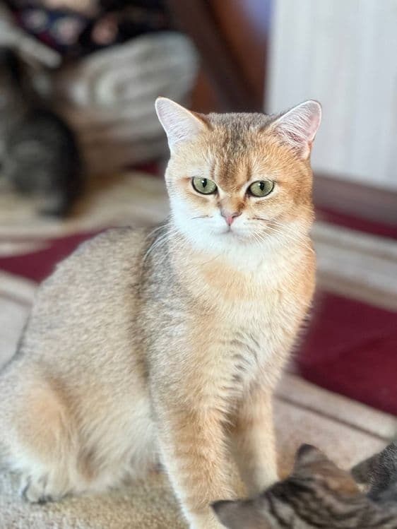 Продаётся кошечка породы британская золотая шиншилла — 3