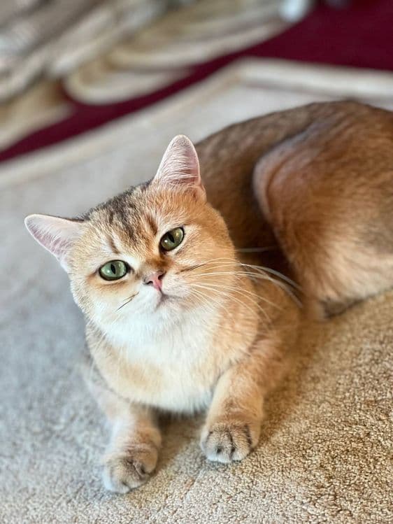 Продаётся кошечка породы британская золотая шиншилла — 4