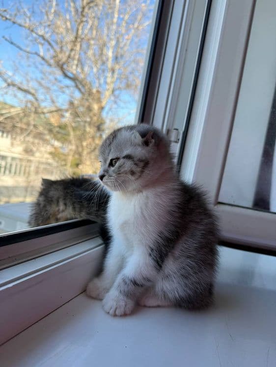 Котенок Фолд  девочка 2месячный скидка будет — 2