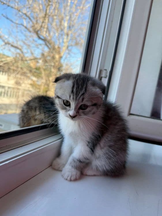 Котенок Фолд  девочка 2месячный скидка будет — 3