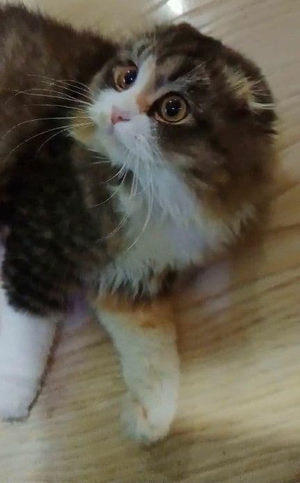 Чудесная кошечка Скоттиш Фолд хайленд биколор — 2