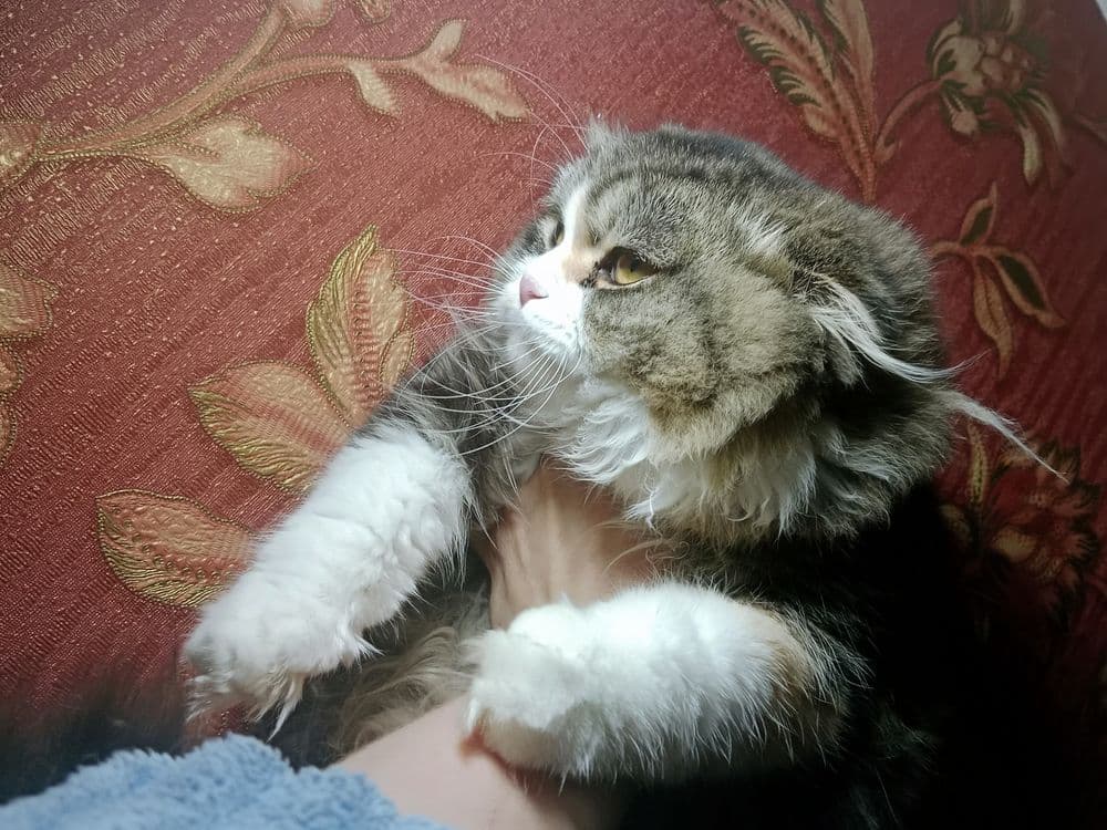 Чудесная кошечка Скоттиш Фолд хайленд биколор — 3