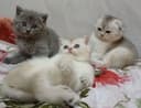 Котята шиншилла вислоухие кошки шотландские