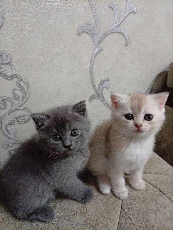 Котята шиншилла вислоухие кошки шотландские — 2