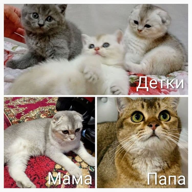 Котята шиншилла вислоухие кошки шотландские — 3