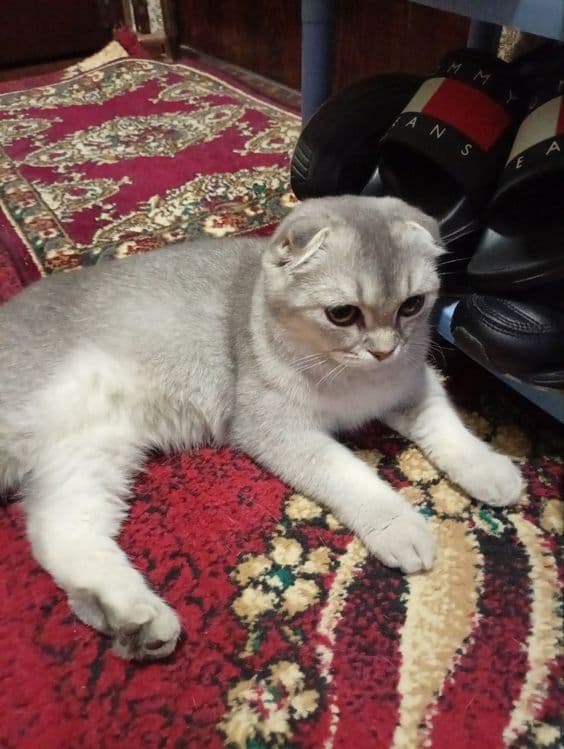 Котята шиншилла вислоухие кошки шотландские — 4