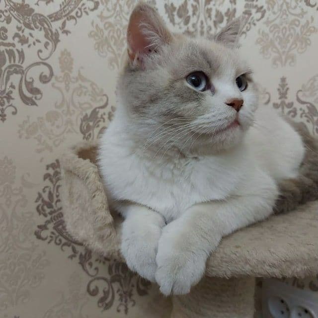 Шатланский фолд Shatlanskiy fold — 3