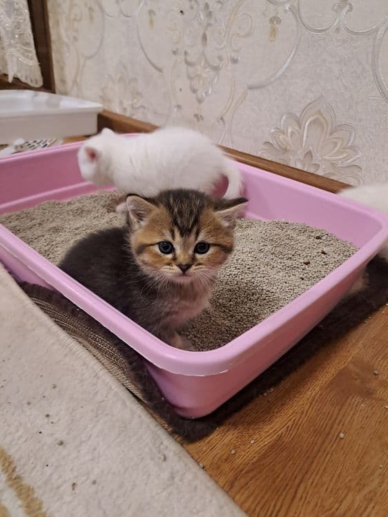 Сотилади ширин мушукчаларим — 2