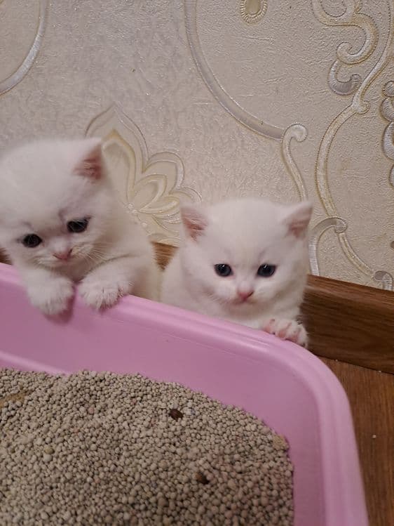 Сотилади ширин мушукчаларим — 3