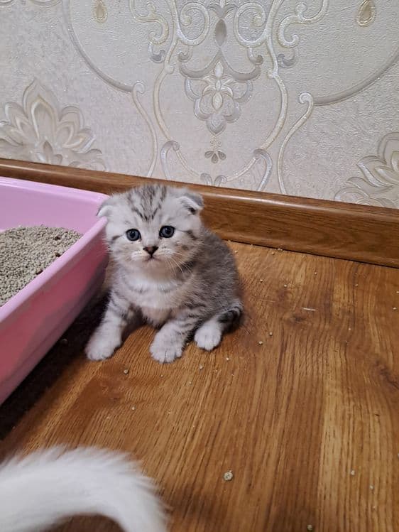Сотилади ширин мушукчаларим — 5