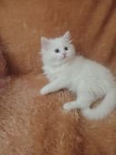 Продается скотиш страйт хайленд.