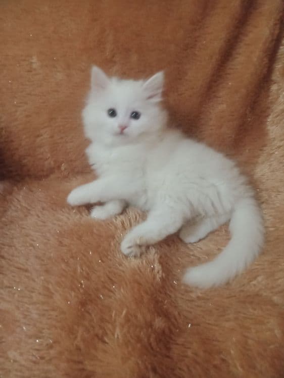 Продается скотиш страйт хайленд. — 2