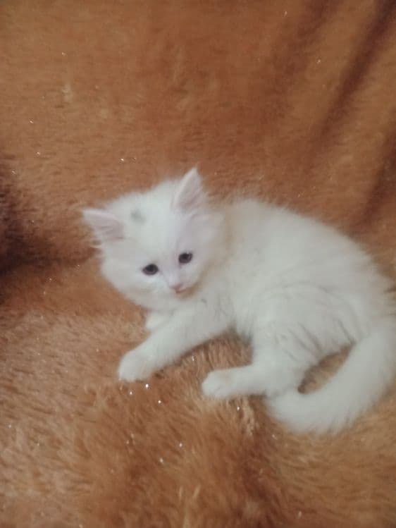 Продается скотиш страйт хайленд. — 3