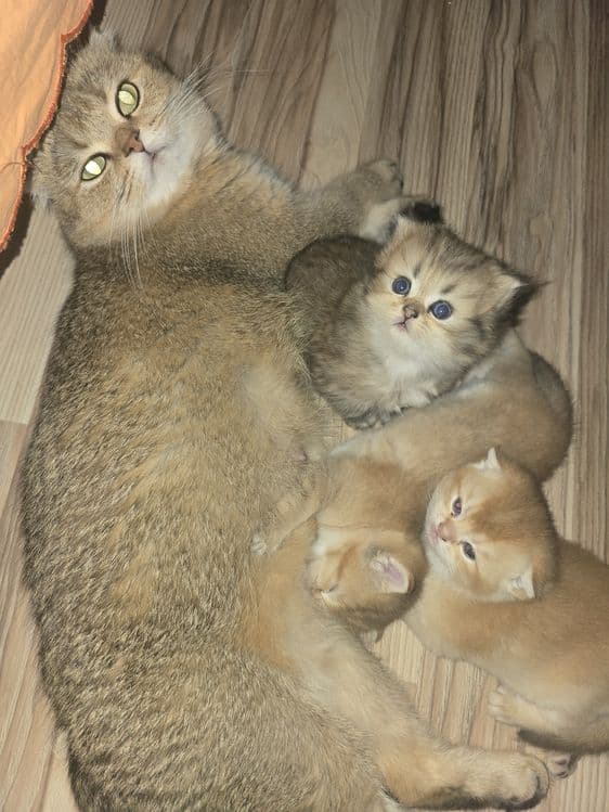 котята в семью Скотиш Страй — 2