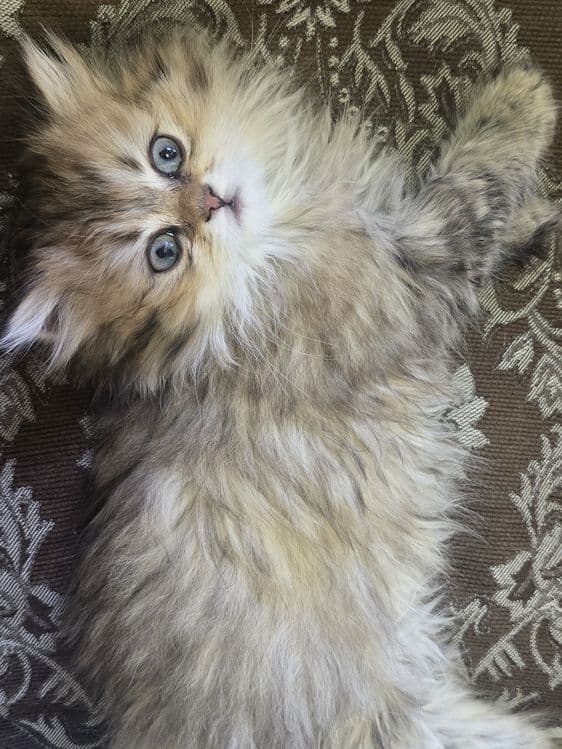 котята в семью Скотиш Страй — 3