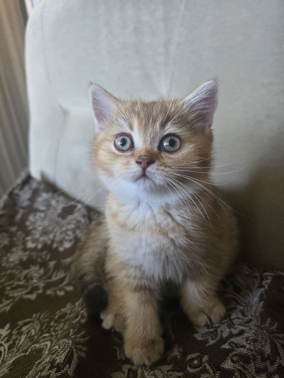 котята в семью Скотиш Страй — 5