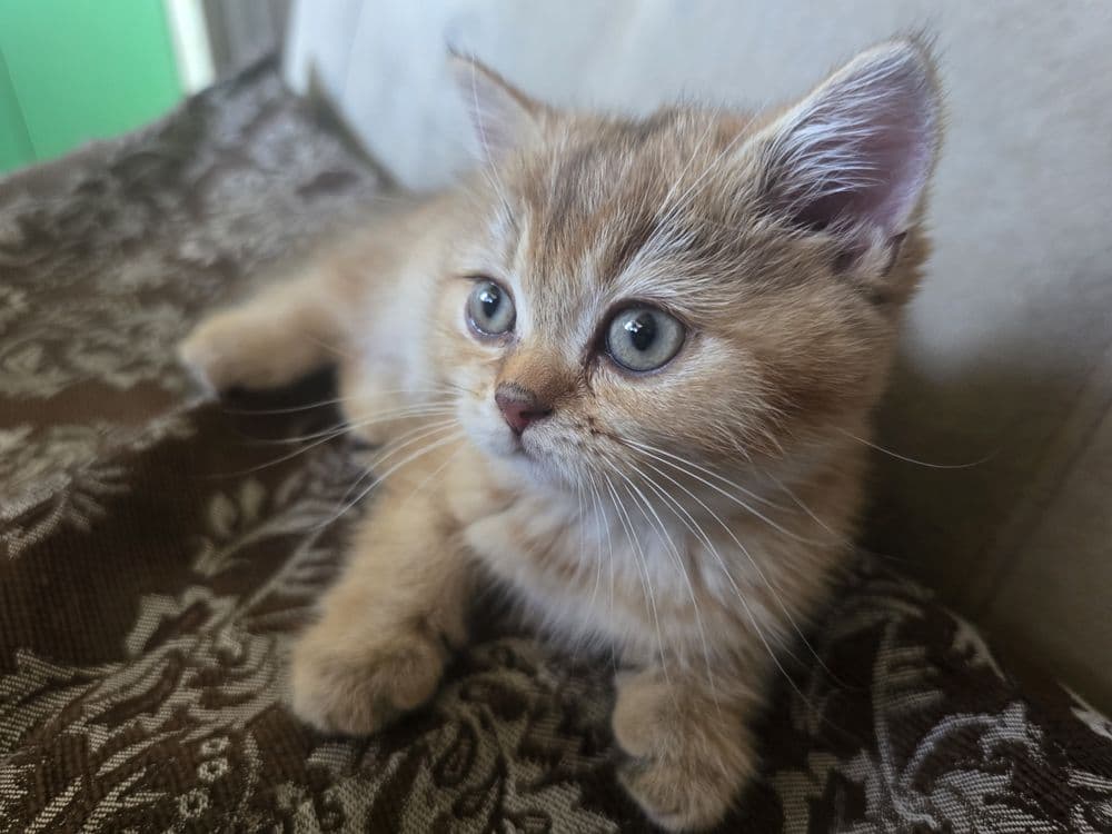 котята в семью Скотиш Страй — 6
