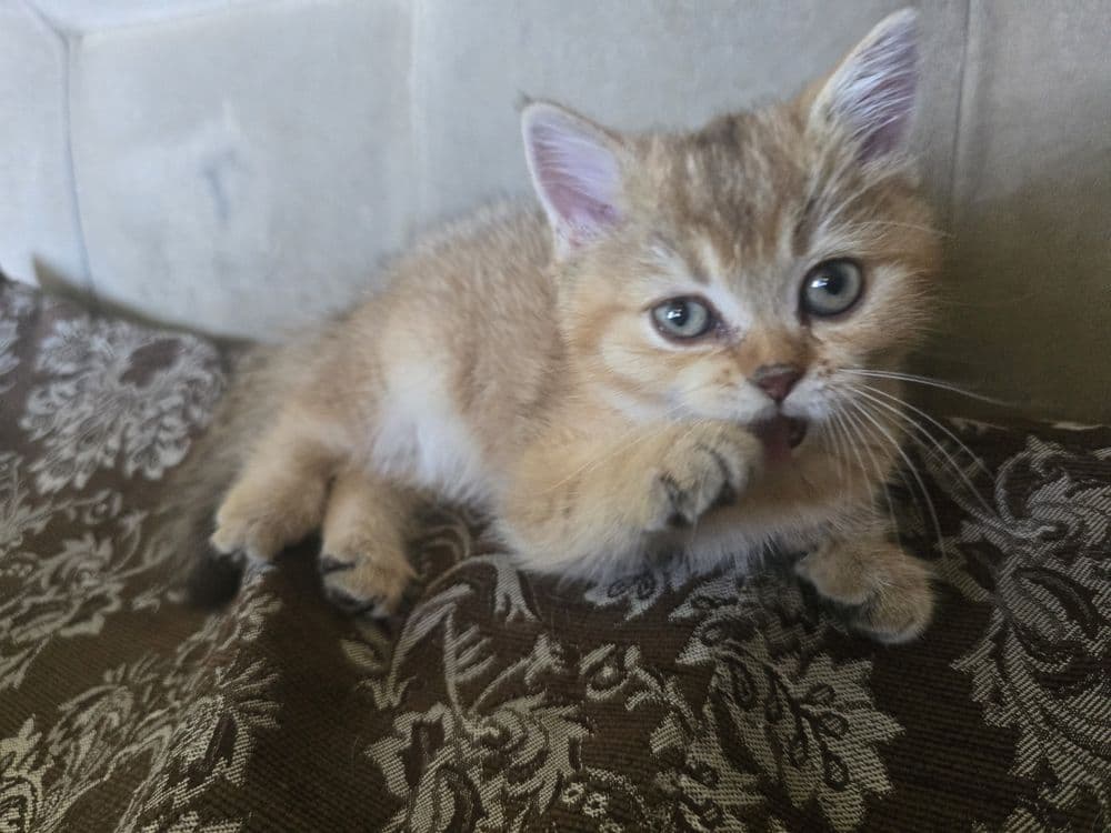 котята в семью Скотиш Страй — 7