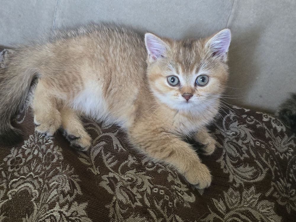 котята в семью Скотиш Страй — 8