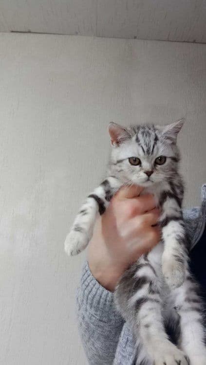 Котята Скоттиш Страйт — 1