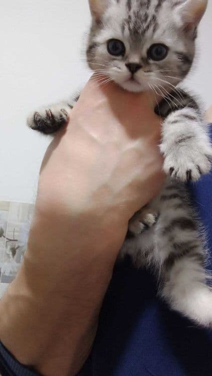 Котята Скоттиш Страйт — 2
