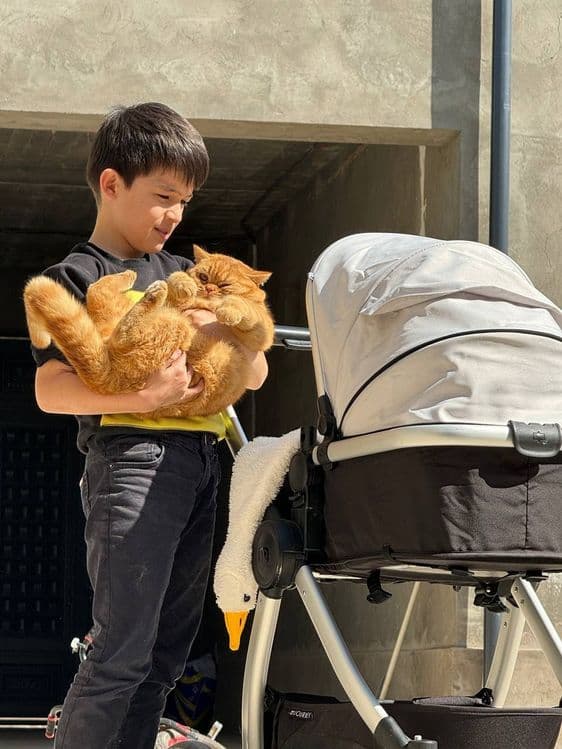 Продаётся, Рыжая британская кошка — 3