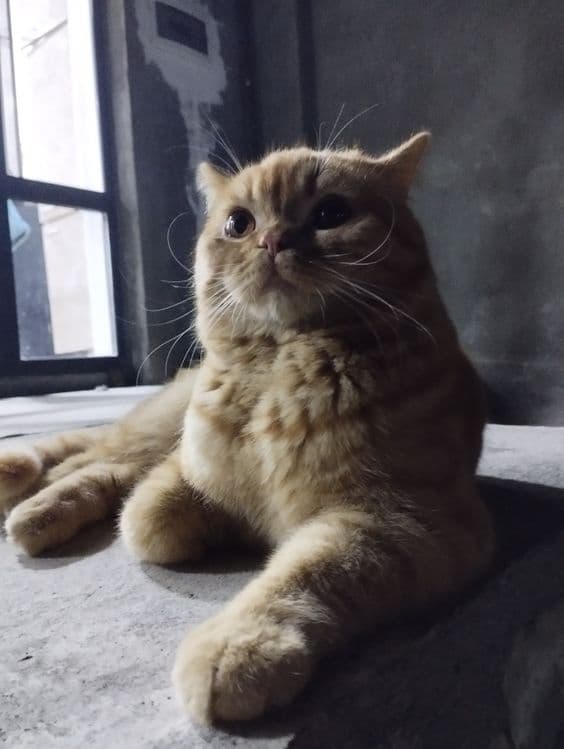 Продаётся, Рыжая британская кошка — 4