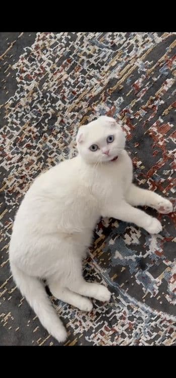 Зоттор киз мушук — 1