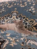 Продаётся котенок 3 месячный , порода Скотиш страйт.
