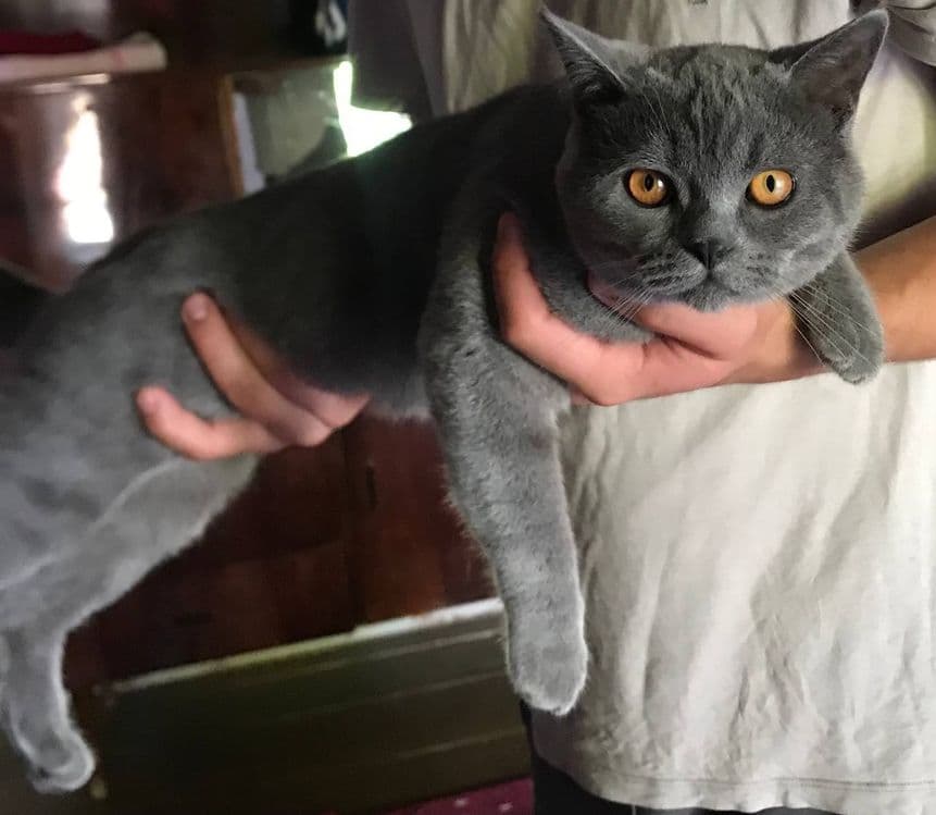 британской кошка. 100$ — 1