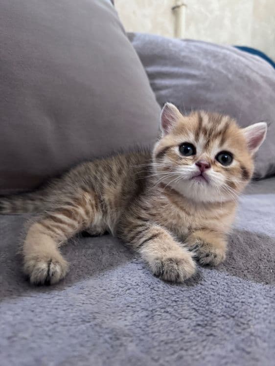 Котята скоттиш страйт — 1