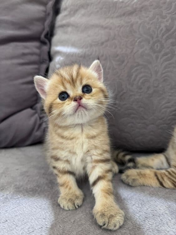 Котята скоттиш страйт — 2