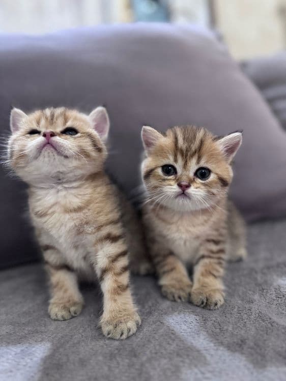 Котята скоттиш страйт — 3