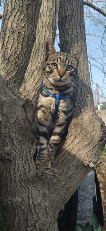 Продаётся Бенгальский котёнок подросток — 1