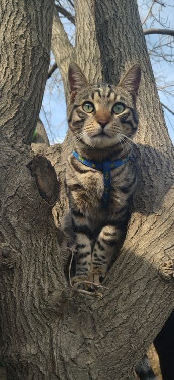 Продаётся Бенгальский котёнок подросток — 2
