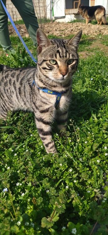Продаётся Бенгальский котёнок подросток — 3