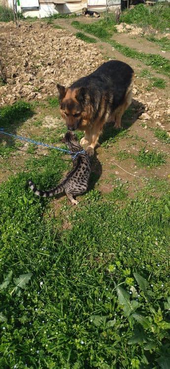 Продаётся Бенгальский котёнок подросток — 4