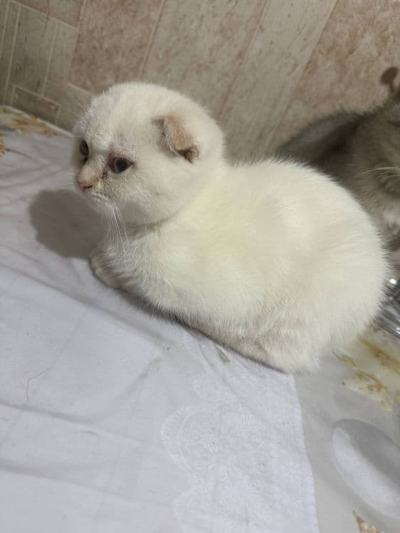 Продается котята — 2