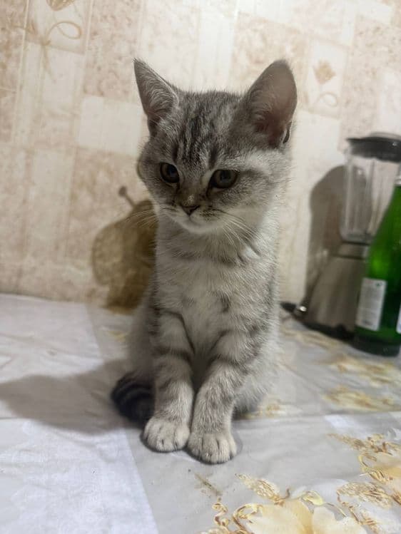 Продается котята — 3