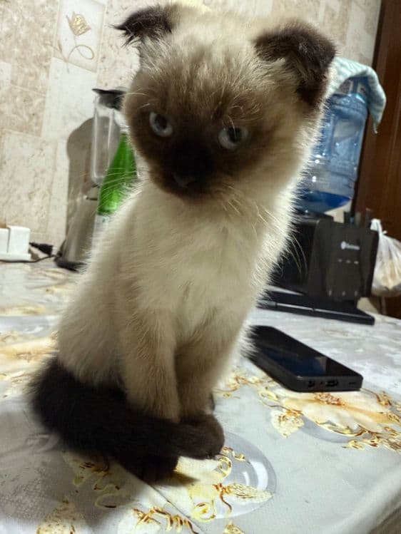 Продается котята — 4