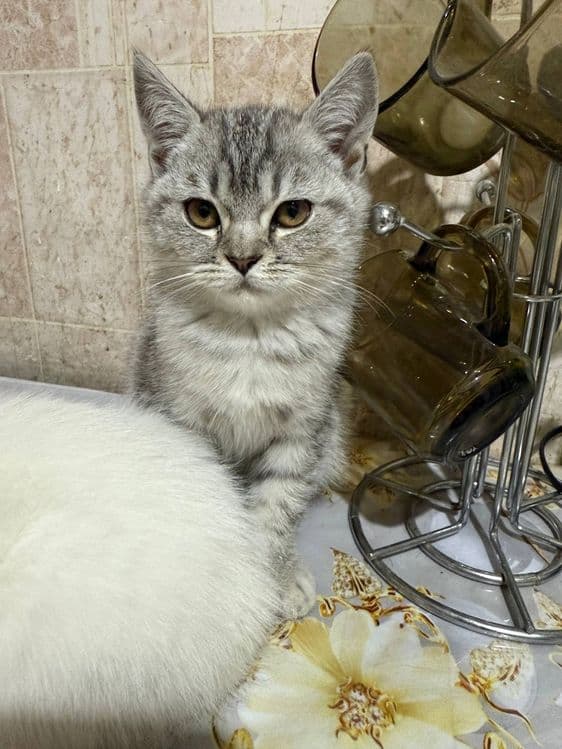 Продается котята — 5