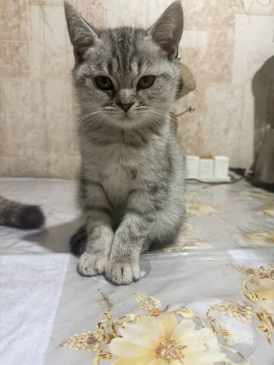 Продается котята — 6